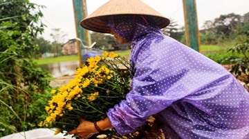 Hoa, cây cảnh Tết giảm 80%: Chỉ mong gỡ lại vốn