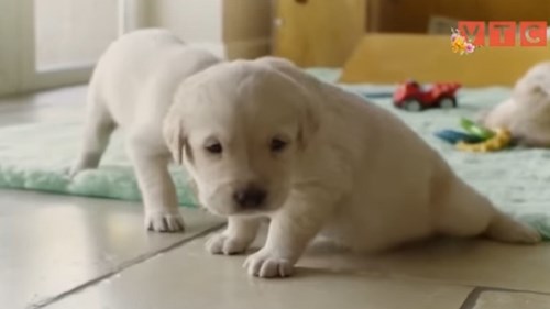5 điều thú vị bất ngờ về loài chó