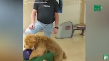 Chú chó có biệt tài chơi Bowling cực đỉnh