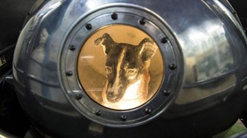 Số phận của Laika, cô chó đầu tiên bay vào vũ trụ