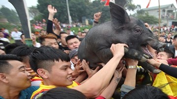 Cười lăn với lễ hội bắt lợn Ông Cầu