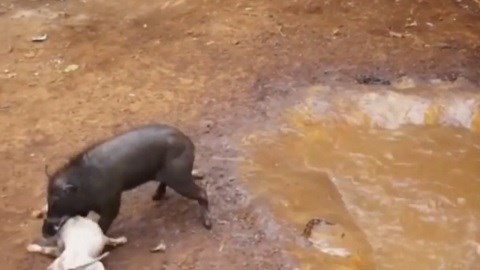 Đột nhập nơi tổ chức chó pitbull tử chiến lợn rừng đẫm máu ở Indonesia