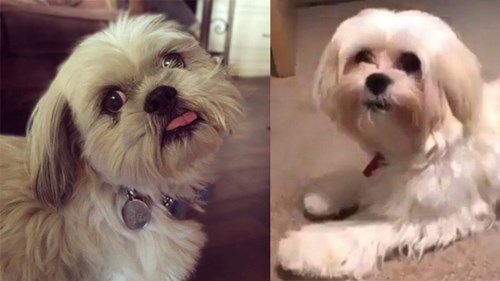 Chú chó gây bất ngờ khi tạo dáng chuyên nghiệp như người mẫu