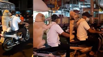 Chó ngồi xe máy, đặt 