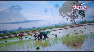 Xứ Đoài Mây Trắng: bức tranh sinh động về nông thôn Việt trước 1945