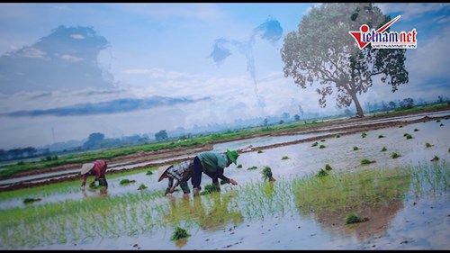 Xứ Đoài Mây Trắng: bức tranh sinh động về nông thôn Việt trước 1945