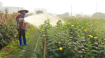 Món quà 8/3 đặc biệt của người phụ nữ trồng hoa