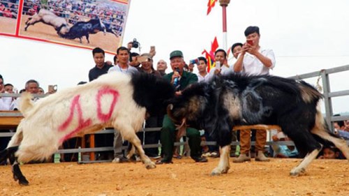 Đã mắt xem 