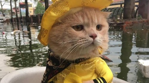 Chú mèo 'hoàng thượng' ở Hải Phòng lên trang tin nước ngoài