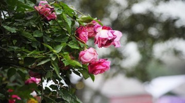 Nhiều hoa héo ngay trong ngày khai mạc lễ hội hoa hồng