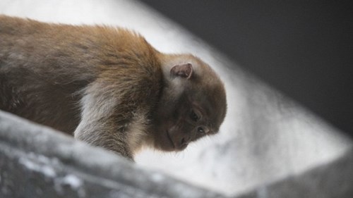 Xuất hiện 2 con khỉ quậy phá cả khu phố ở Hà Nội, dân 'phát điên'