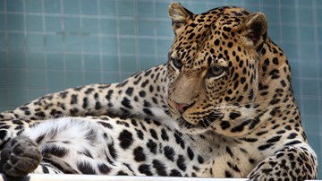 Báo hoang đi lạc vào thành phố và tấn công người gây hoảng loạn