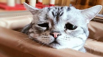 Chú mèo nổi tiếng nhờ vẻ mặt 'sầu đời nhất thế gian'