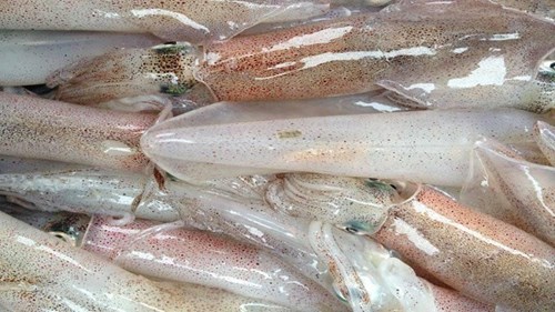 Mực ngâm nước: Nguy cơ gây ngộ độc thực phẩm