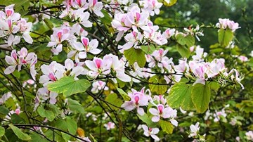 Ngất ngây hương rừng Tây Bắc giữa lòng thủ đô Hà Nội