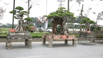 Ngắm bộ cây sanh Tam Đa Phúc - Lộc - Thọ giá 30 tỷ đồng ở Hà Nội