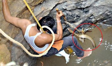 Đu dây xuống giếng sâu, giải cứu rắn hổ mang dài gần 2m
