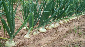 Hành tây lớn nhanh nhờ “tắm” chất kích thích sinh trưởng