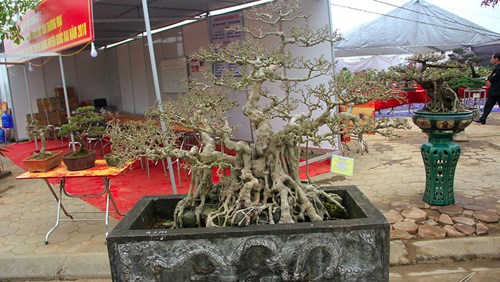 Bộ ba cây sanh 'hóa thạch' 30 tỷ xôn xao hội chợ Hà Nội