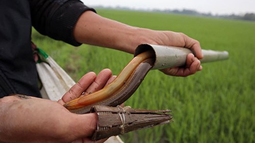 Tuyệt chiêu bắt lươn đồng của thầy giáo cấp 3 ở Hà Tĩnh