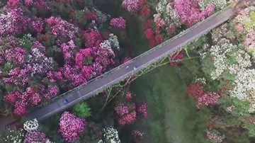 Một điểm đến, nghìn loài hoa rực rỡ như chốn bồng lai tiên cảnh