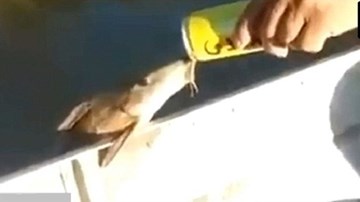 Cá ngoi lên mạn thuyền, uống bia của cần thủ
