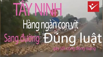 Hàng ngàn con vịt sang đường đúng vạch đi bộ gây sốt cộng đồng mạng