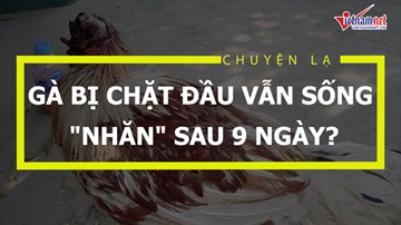 Gà bị chặt đầu vẫn sống 