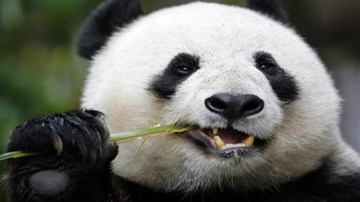 Những động vật có vẻ ngoài đáng yêu nhưng có thể giết chết bạn