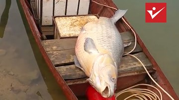 Yên Bái: Ngư dân bắt được cá trắm khổng lồ nặng 61kg ở hồ Thác Bạc