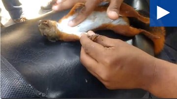Cận cảnh cấp cứu, hô hấp nhân tạo cứu sống chú sóc nhỏ bị điện giật