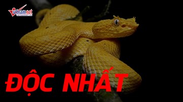 5 loài rắn độc nhất hành tinh, giết người trong nháy mắt