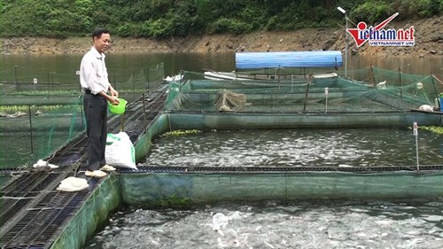 Lão nông nuôi cá trên núi, bắt trai nhả ngọc thu 3 tỉ/ năm