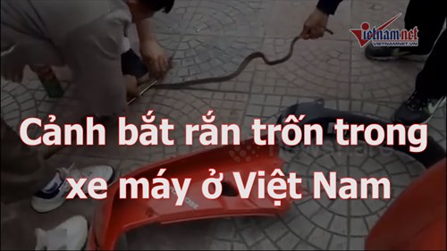 Video bắt rắn trong xe máy ở Việt Nam lên báo Tây
