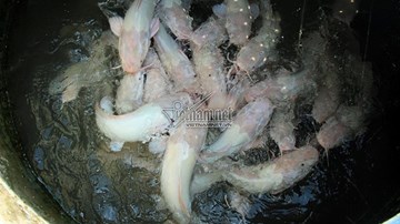 Cận cảnh 