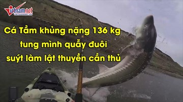 Cá tầm khủng nặng 136 kg tung mình quẫy đuôi, suýt làm lật thuyền cần thủ