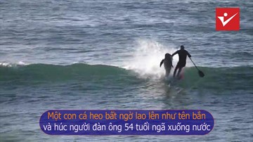 Cá heo bất ngờ lao như tên bắn, húc bay người chèo ván