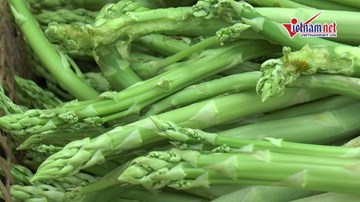 Nông dân Hà Nội trồng măng tây trong nhà lưới, thu 7 triệu một ngày
