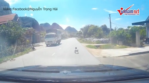 Bố mẹ ngủ trưa, con bò lổm ngổm giữa quốc lộ 7A