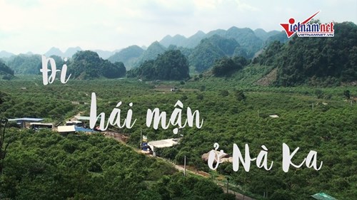 Cảnh ngậm ngùi thu hoạch sớm ở thung lũng mận đẹp nhất Mộc Châu
