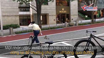 Nhân viên an ninh kiên nhẫn dẫn đàn vịt sang đường gây sốt