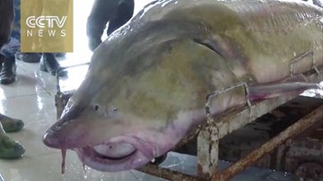 'Quái cá' khổng lồ 100 tuổi mắc lưới ngư dân