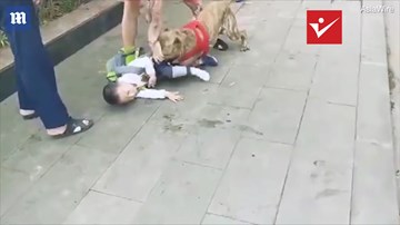 Chó Pit bull ngoặm chặt hàm răng sắc nhọn vào chân cậu bé 4 tuổi