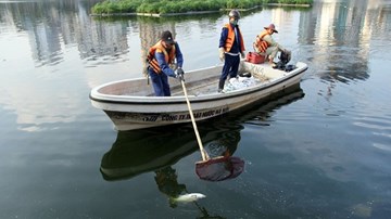 Hà Nội: Cá chết nổi la liệt mặt hồ, vớt mỏi tay cả ngày