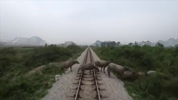 Khoảnh khắc tàu hỏa tông chết đàn trâu thả rông đi qua đường ray