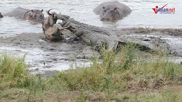 Bầy hà mã giải cứu linh dương đầu bò thoát khỏi hàm cá sấu