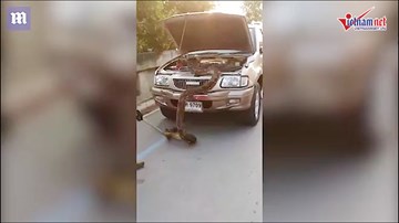 Tài xế kinh hãi phát hiện trăn khổng lồ trong mui xe
