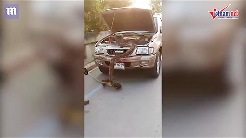 Tài xế kinh hãi phát hiện trăn khổng lồ trong mui xe
