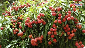 Dân Bắc Giang tiết lộ 'bí kíp' đưa trái vải Việt 'đi Tây'