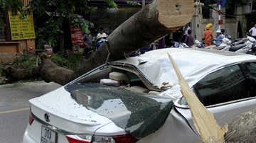 Cây phượng già đổ đè nát xe Lexus trên phố Hà Nội